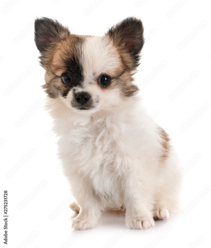 chihuahua in studio chihuahua in studio