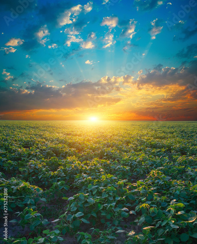 Soybean field