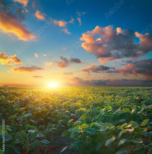 Soybean field