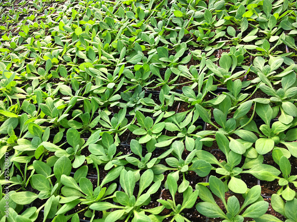Fototapeta premium Plant Saplings in Pots