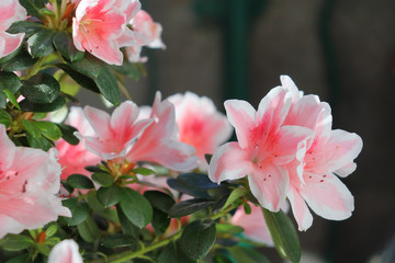 Acrylglasbilder Azalee Rosa-weisse Azaleenblüten im Frühling  © Mikhail