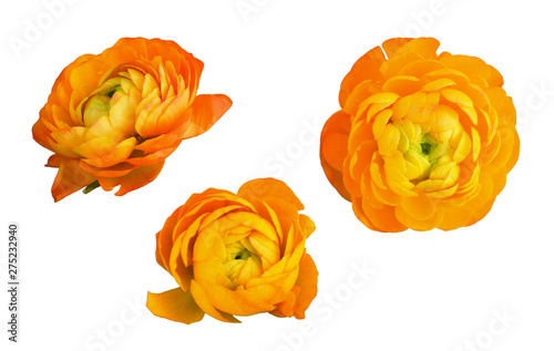 Fotografie, Obraz Set of orange ranunculus flowers and leaves