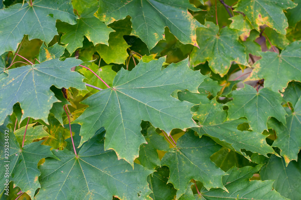 Green maple leaf fills all picture Green maple leaf fills all picture
