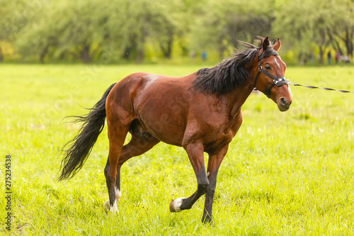Horse walking in field