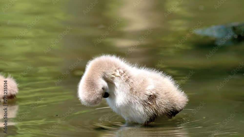 Baby black swans swimming in the lake, cute fluffy cygnets floating on the water, 4k footage slow motion. Baby black swans swimming in the lake, cute fluffy cygnets floating on the water, 4k footage slow motion.