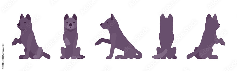 Black dog sitting. Medium size compact pet, family companion for active fun, home guarding, farm security, cute agile breed. Vector flat style cartoon illustration, white background, different views