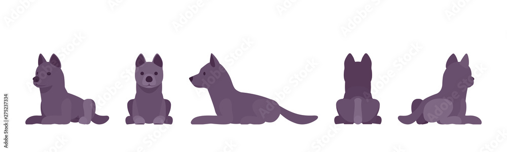Black dog lying. Medium size compact pet, family companion for active fun, home guarding, farm security, cute agile breed. Vector flat style cartoon illustration on white background, different views