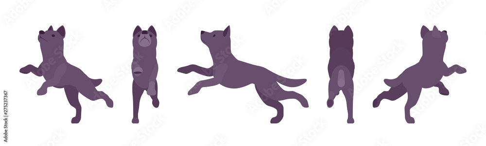 Black dog jumping. Medium size compact pet, family companion for active fun, home guarding, farm security, cute agile breed. Vector flat style cartoon illustration, white background, different views