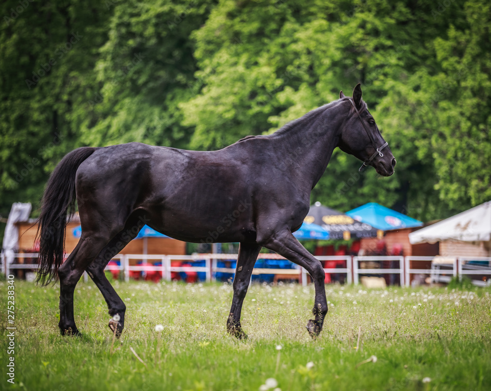 Black horse running around the huge grass pens Black horse running around the huge grass pens