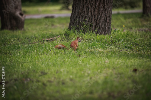 Squirrels frolic near the tree © Елизавета Мяловская