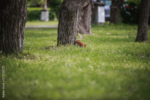 Fotografie Squirrels frolic near the tree