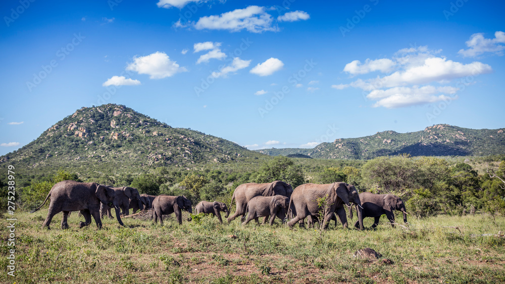 Obraz premium African bush elephant in Kruger National park, South Africa