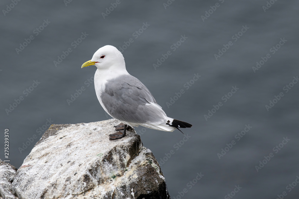 Kittiwake (Rissa tridactyla) on the cliffs of the Isle of May Kittiwake (Rissa tridactyla) on the cliffs of the Isle of May