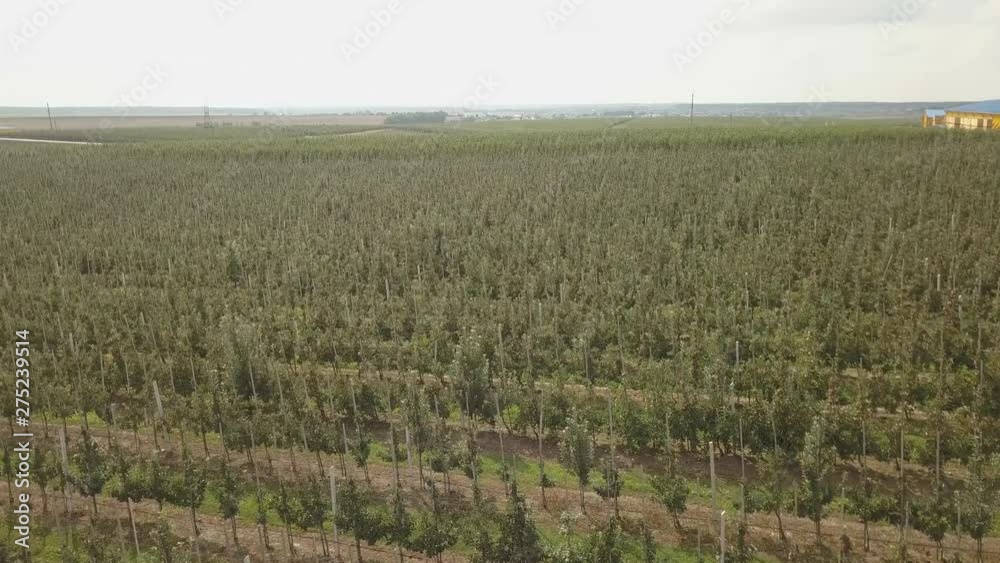 Aerial View of apple orchard.