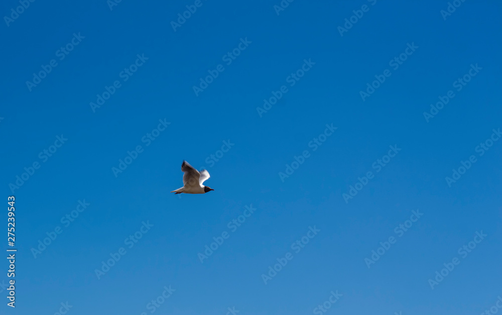 white gull flying in the clear blue sky