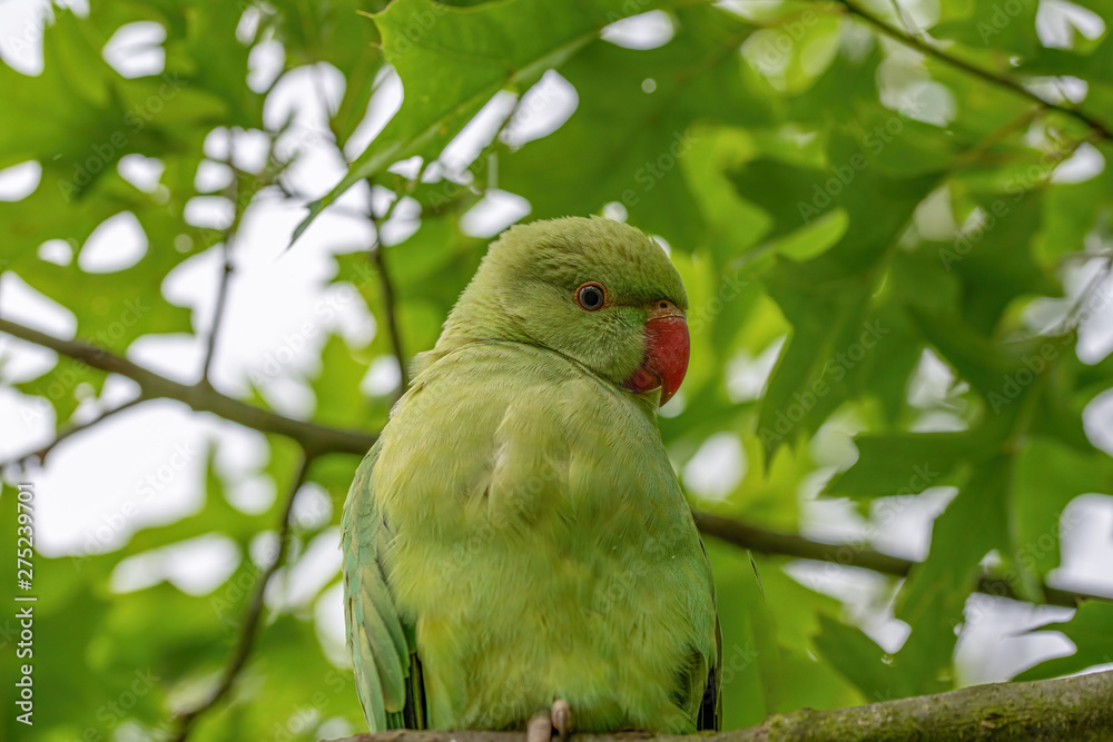 Obraz premium Close up view of the green rose-ringed (Psittacula krameri) parakeet