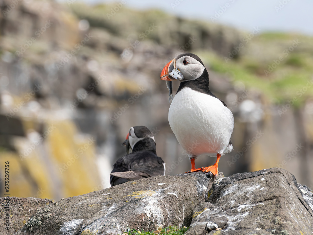 Atlantic Puffin (Fratercula arctica) at isle of May, Scotland Atlantic Puffin (Fratercula arctica) at isle of May, Scotland