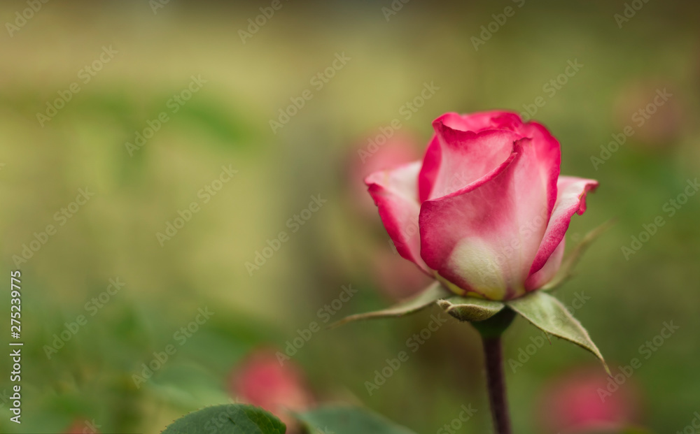 pink rose growing in outdoor garden with copy space