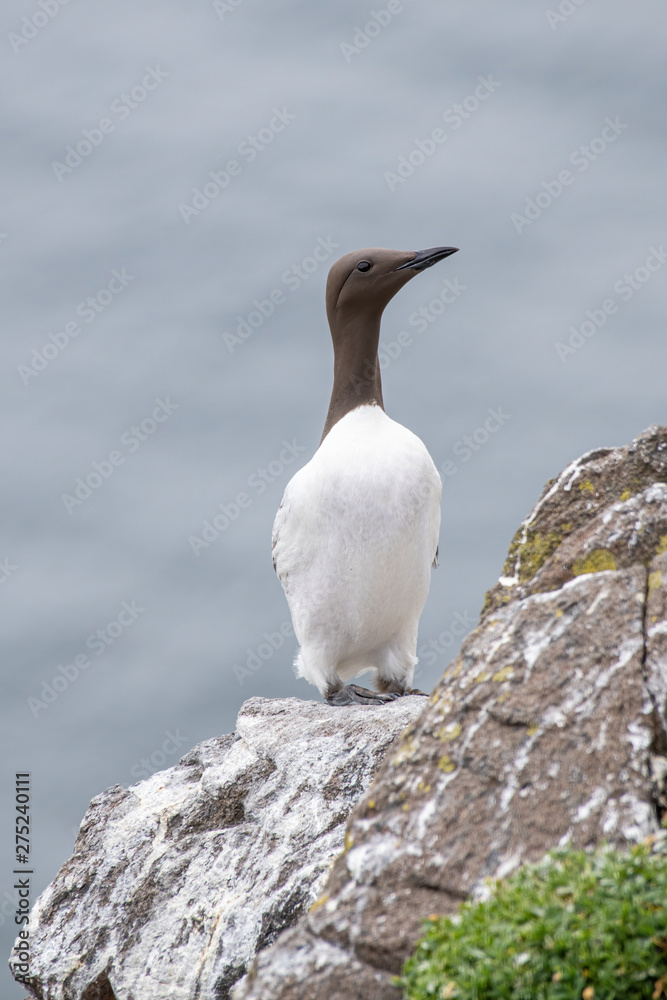 A guillemot (Uria aalge) on a cliff edge on the Isle of May A guillemot (Uria aalge) on a cliff edge on the Isle of May