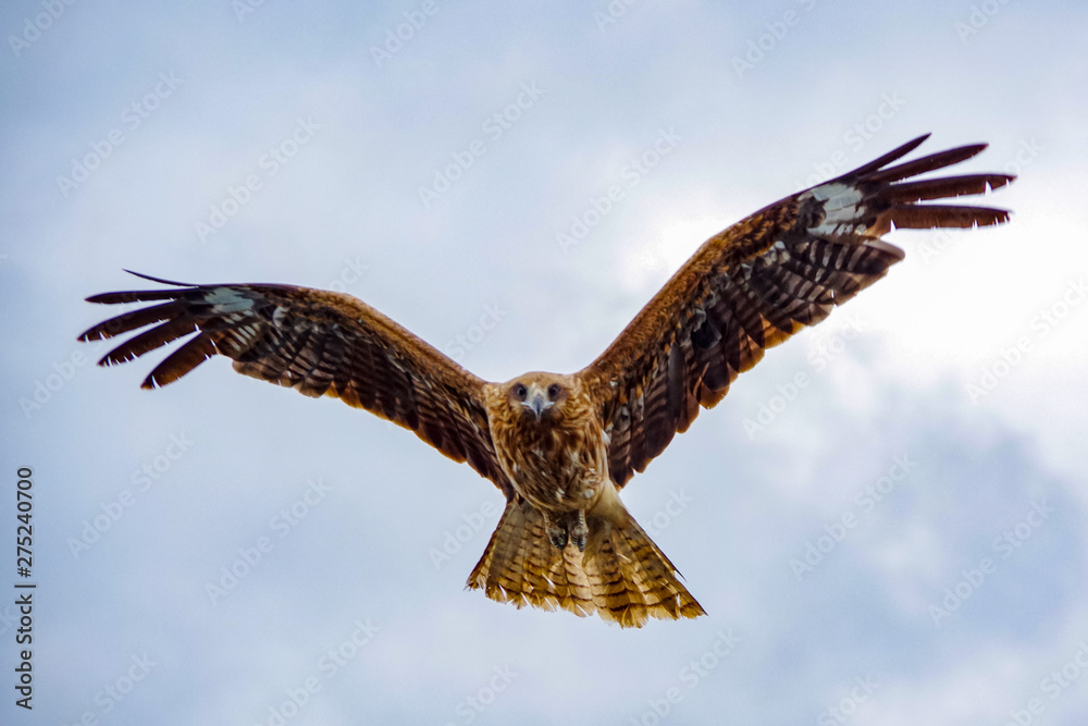 Obraz premium eagle in flight