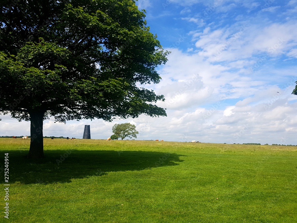 tree in a field