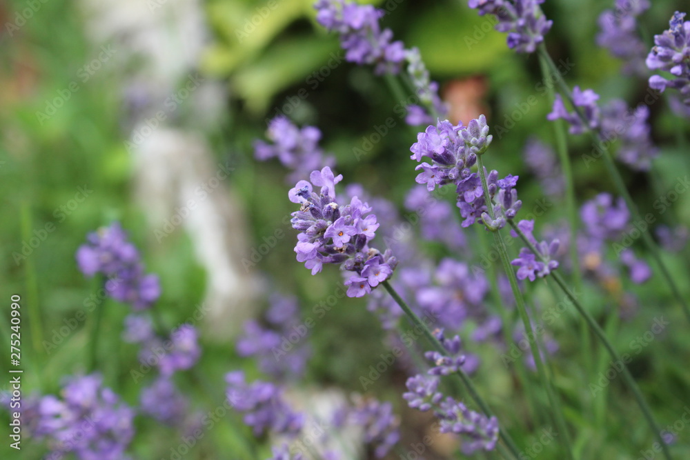 Lavandula commonly lavender in my organic garden, beautiful flower Lavandula commonly lavender in my organic garden, beautiful flower