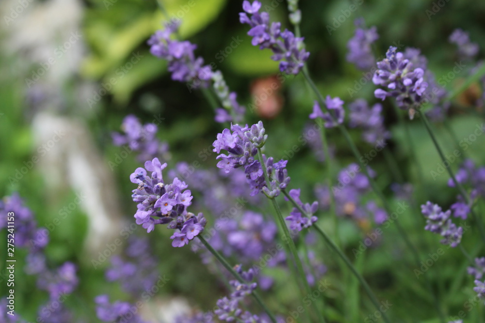 Lavandula commonly lavender in my organic garden, beautiful flower Lavandula commonly lavender in my organic garden, beautiful flower