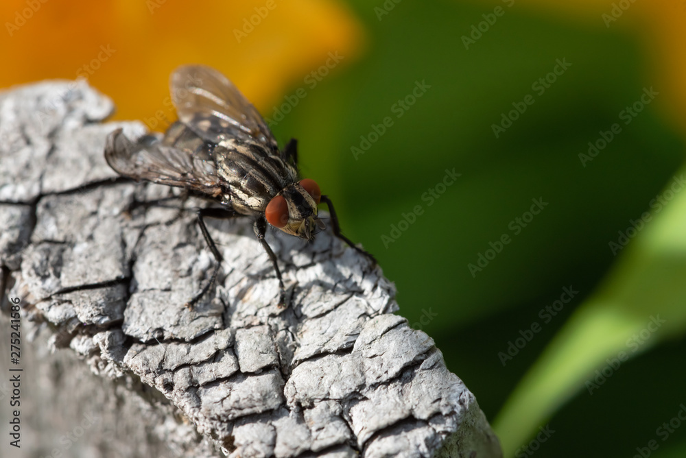 Fly on a piece of wood. Macro / micro photography. Extreme close-up.