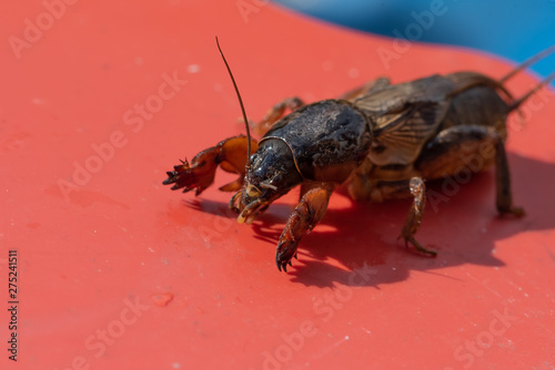 Very big medvedka or mole cricket on the red background. Close-up or macro photography. Sunny summer. Scary insect.