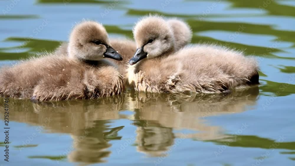 Baby black swans swimming in the lake, cute fluffy cygnets floating on the water, 4k footage slow motion. Baby black swans swimming in the lake, cute fluffy cygnets floating on the water, 4k footage slow motion.