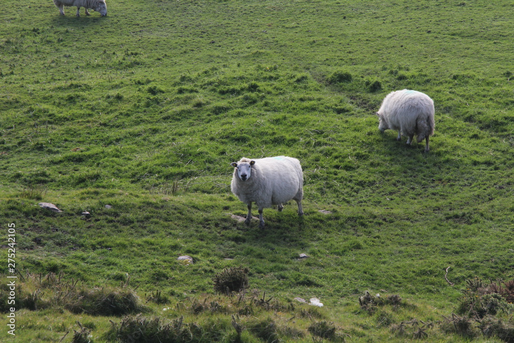 Fototapeta premium flock of sheep in field