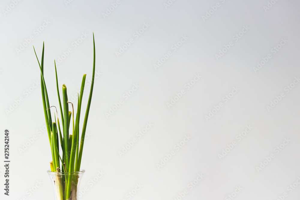 Green spring onion leaves in detail with white background Green spring onion leaves in detail with white background