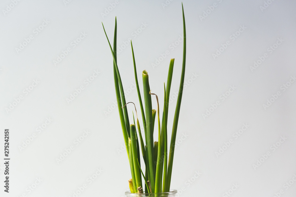 Fototapeta premium Green spring onion leaves in detail with white background