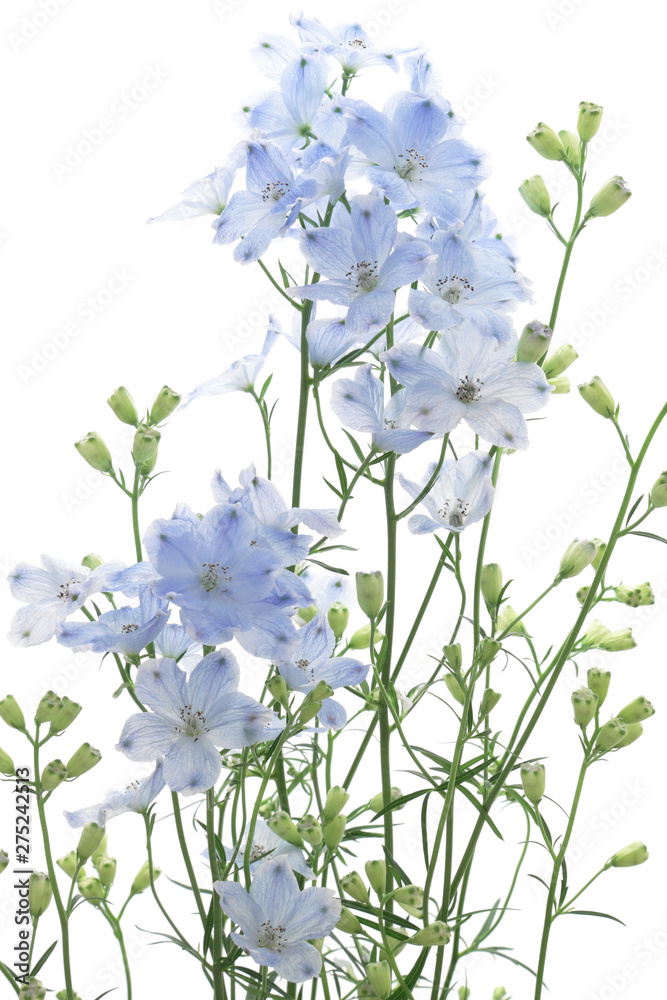 水色のデルフィニウム Stock 写真 Adobe Stock