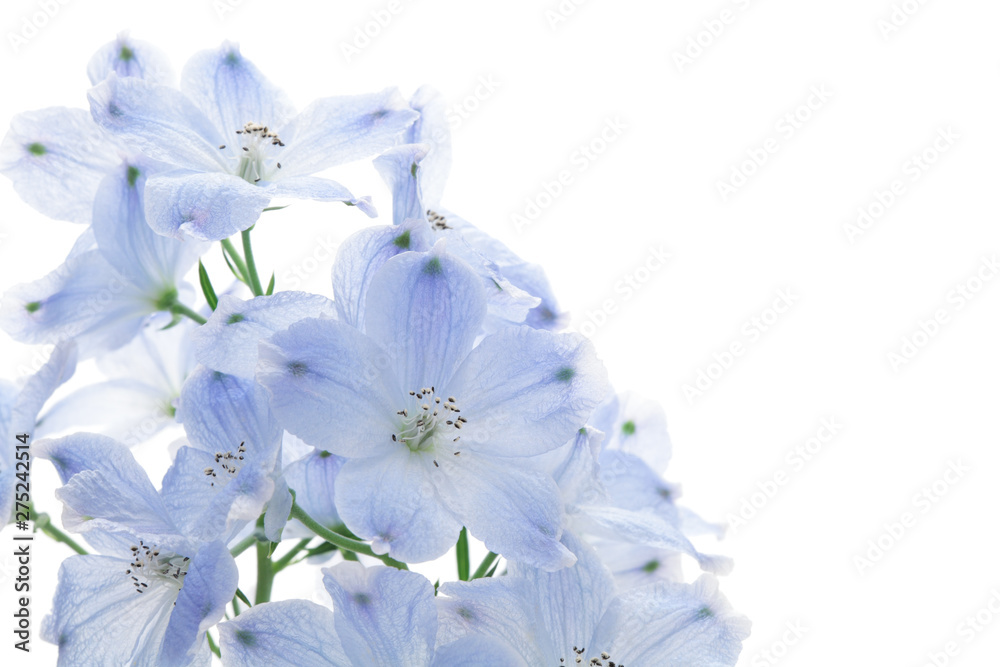 水色のデルフィニウム Stock 写真 Adobe Stock
