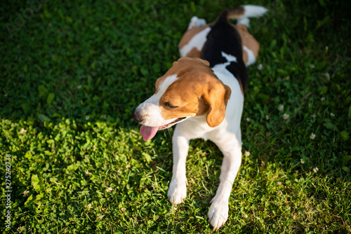 Beagle dog resting on green grass in garden.