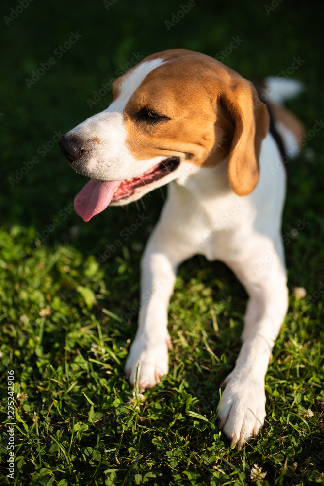 Beagle dog resting on green grass in garden.