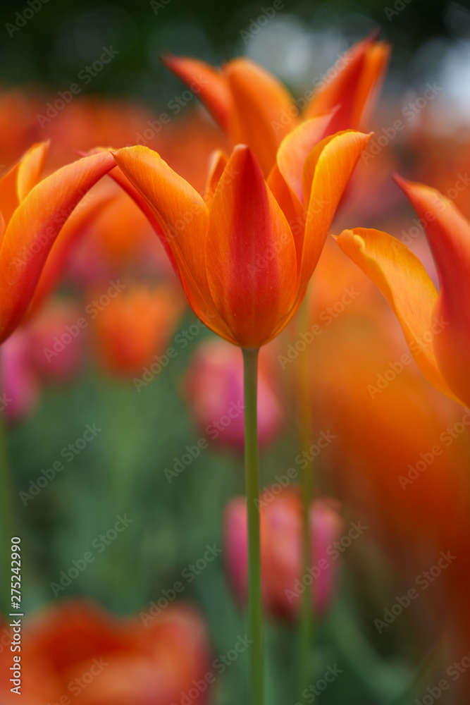 Springtime Springtime
