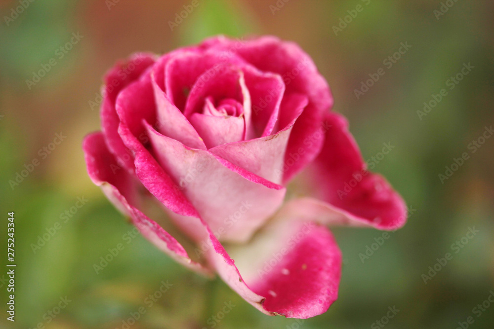 Scented pink rose in the garden Scented pink rose in the garden