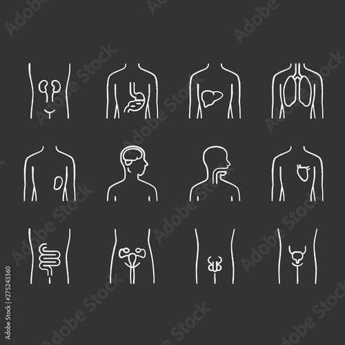 Healthy human organs chalk icons set. Intestines and urinary bladder in good health. Functioning men and women reproductive systems. Body parts in good shape. Isolated vector chalkboard illustrations