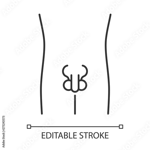Healthy men reproductive system linear icon. Human organ in good health. Wholesome men health. Thin line illustration. Contour symbol. Vector isolated outline drawing. Editable stroke