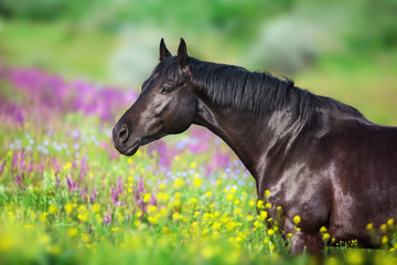 Foto auf Leinwand Pferde Schwarzes Pferd auf dem Blumengebiet schließen herauf Porträt  © callipso88