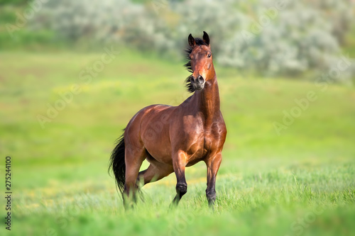 Bay horse in motion on on green grass
