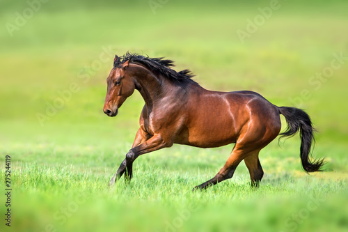 Bay horse in motion on on green grass