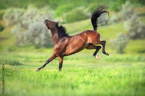 Foto Bay horse in motion on on green grass