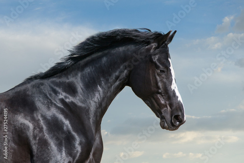 Black horse portrait against blue sky