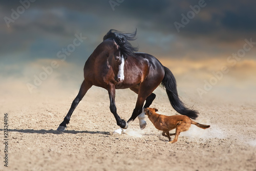 Beautiful bay horse with long mane run and play with dog in desert dust