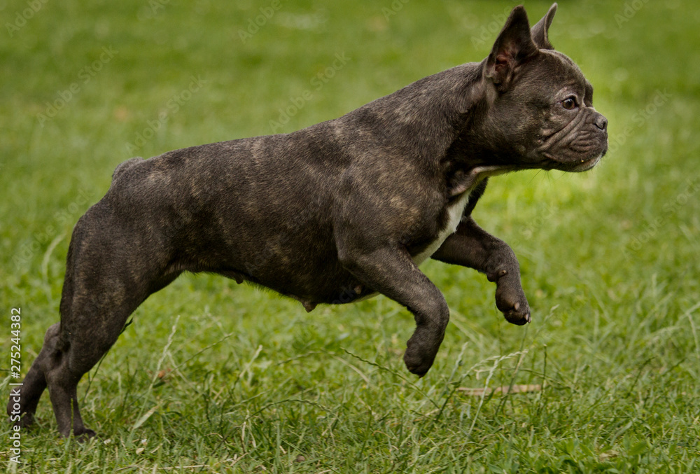 French bulldog in the color blue running in a green dog meadow