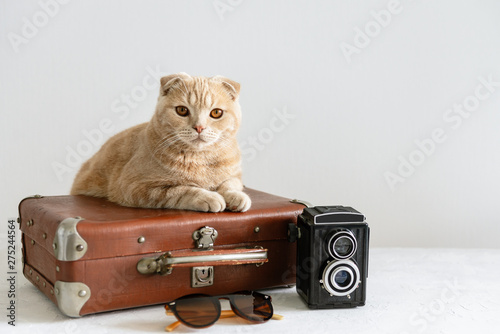 Summer holidays, vacation and travel concept. Cat on the vintage suitcase or luggage bag with sun glasses and camera on white background, copy space.