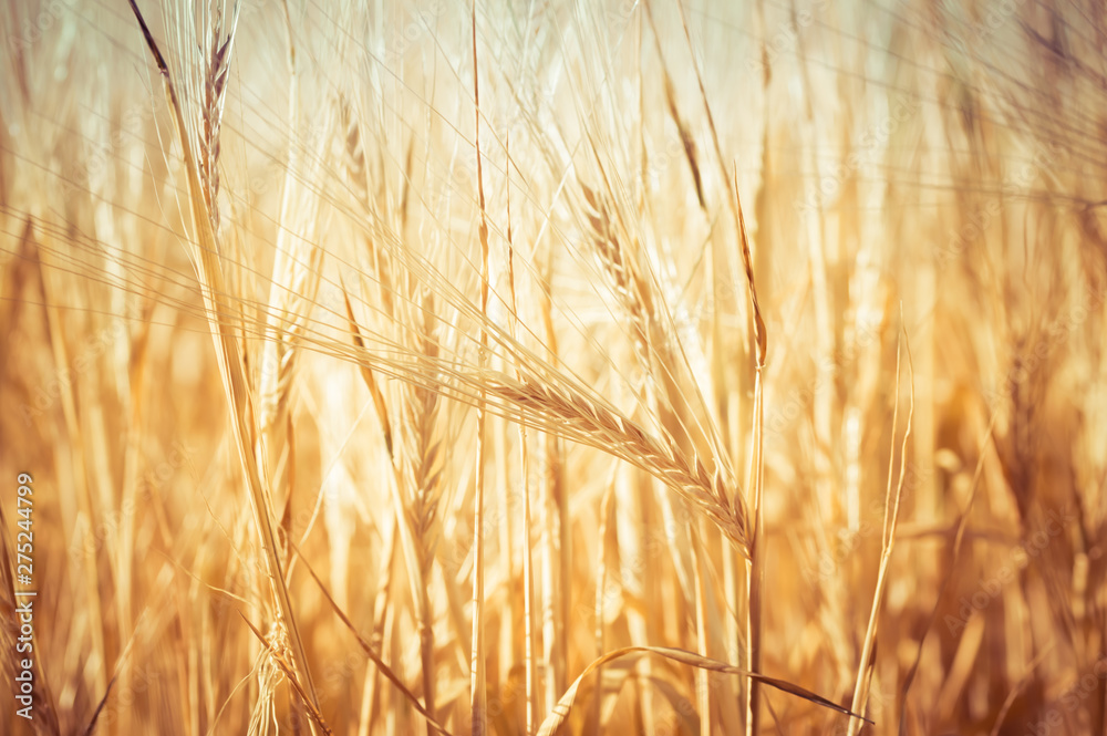 Close-Up of a Golden Wheat Field and Sunny Day. Background of Ripening Ears of Cereals Field Close-Up of a Golden Wheat Field and Sunny Day. Background of Ripening Ears of Cereals Field